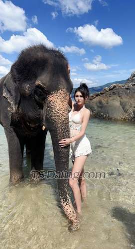 trans girl TSmomo 9905383 trans girl TSmomo 9905383